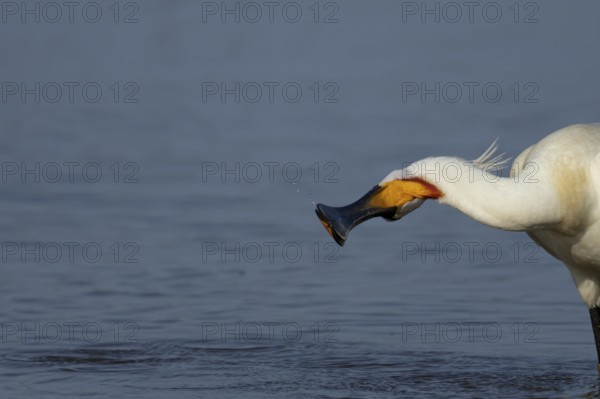Eurasian spoonbill (Platalea leucorodia) adult bird in a shallow lagoon, England, United Kingdom
