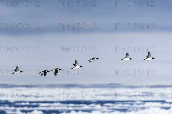 Thick-billed guillemot (Uria lomvia) in flight, alcids (Alcidae), Alkefjellet, Spitsbergen,