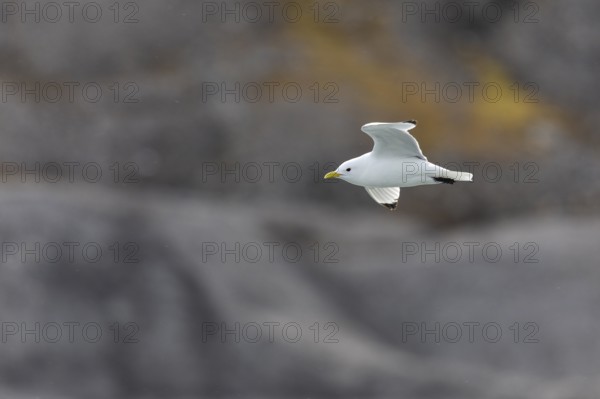 Black-legged kittiwake (Rissa tridactyla) flying in front of rock, Recherchebreen, Spitsbergen,