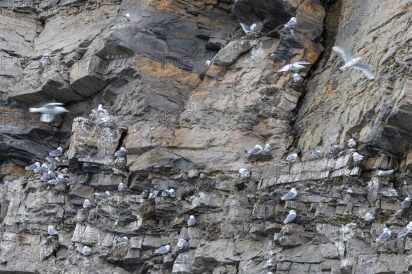 Group of kittiwakes (Rissa tridactyla) in a field wall, nesting sites, Mushamna, Spitsbergen,