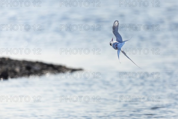 Arctic Arctic Tern (Sterna paradisaea) in flight, Terns (Sterninae), Longyearbyen, Spitsbergen,
