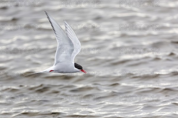 Arctic Arctic Tern (Sterna paradisaea) in a shaking flight to catch fish, Terns (Sterninae),