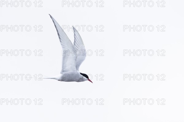 Arctic Arctic Tern (Sterna paradisaea) in flight, Terns (Sterninae), Muchinsonfjord, Spitsbergen,