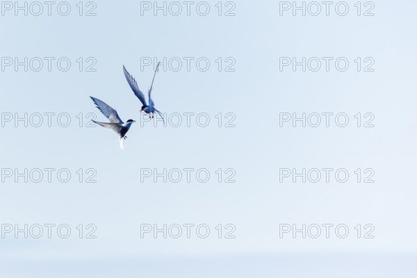 Two Arctic Terns (Sterna paradisaea) in flight, Terns (Sterninae), Longyearbyen, Spitsbergen,