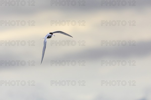 Arctic Arctic Tern (Sterna paradisaea) flying with fish in its beak, Terns (Sterninae),