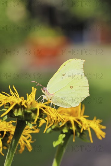 Lemon butterfly (Gonepteryx rhamny) on a yellow flower of a Great Telekie (Telekia speciosa),