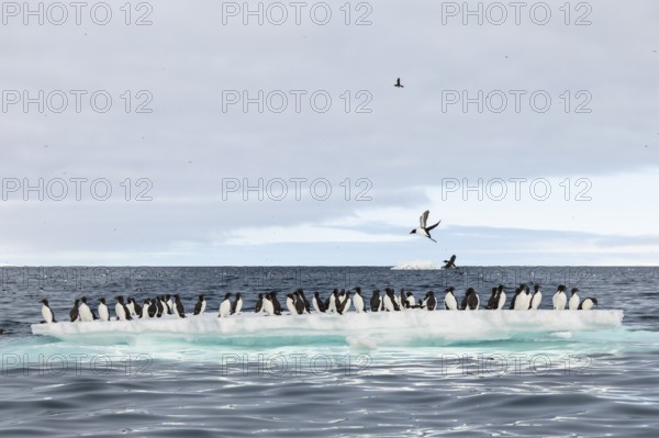 Thick-billed guillemot (Uria lomvia) on an ice floe, sea, water, alcids (Alcidae), Alkefjellet,
