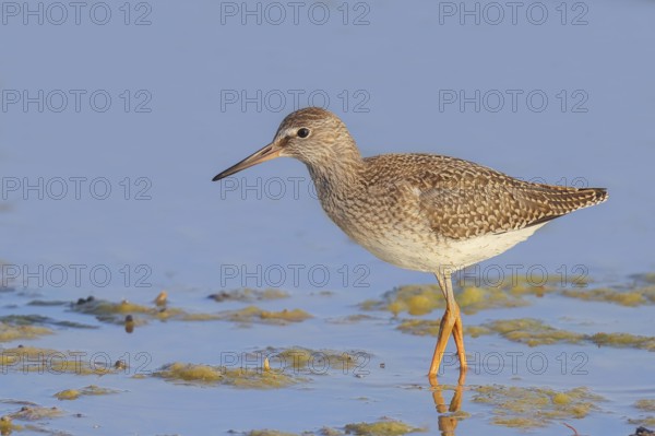 Wood Sandpiper (Tringa glareola) looking for food, standing in shallow water, wildlife, animals,