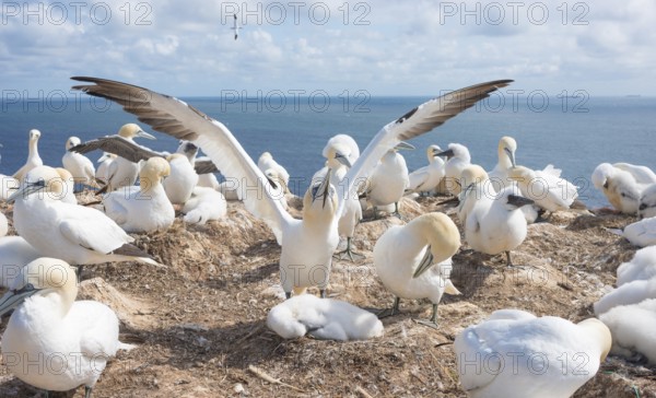 A gannet (Morus bassanus) (synonym: Sula bassana) spreads its wings, spread wings, gannet colony
