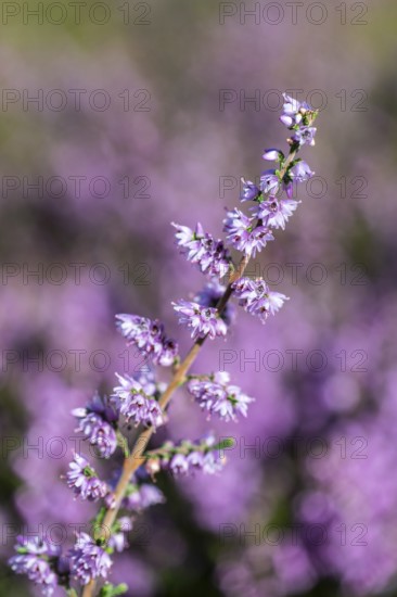 Heather (Calluna vulgaris), Emsland, Lower Saxony, Germany