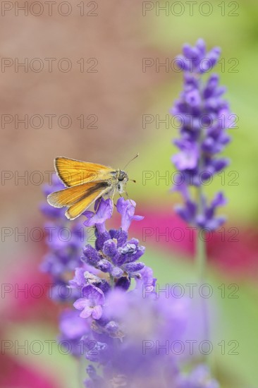 Large skipper (Ochlodes venatus), collecting nectar from a flower of Common lavender (Lavandula