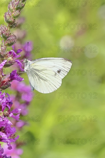 A Cabbage butterfly (Pieris brassicae) sucking nectar on the flower of the purple loosestrife