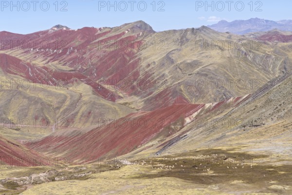 Grazing alpacas (Vicugna pacos), with colourful mountains in the background, Checacupe district,