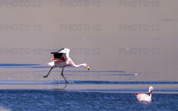 James flamingo (Phoenicoparrus jamesi), starts on a frozen lake, Laguna Cañapa, lagoon route, San