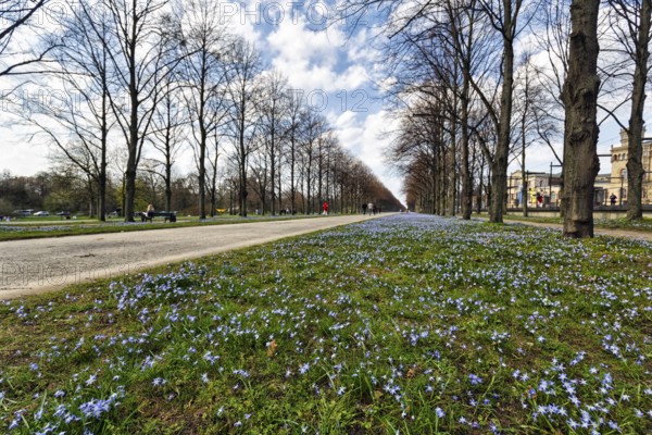 Blue stars, Scilla, walkers in the Herrenhäuser Allee, Georgengarten, Herrenhäuser Gärten,