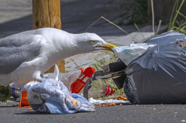 Bird nuisance by herring gull tearing up rubbish bag and feeding on trash, household refuse and