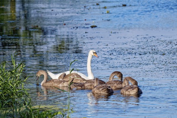 A swan with young on the River Trave in Brenner Moor. The Brenner Moor is a salt marsh, FFH area,