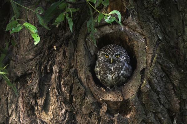 In its nesting cavity... Little owl (Athene noctua) nests in an old pollarded willow, sits in the