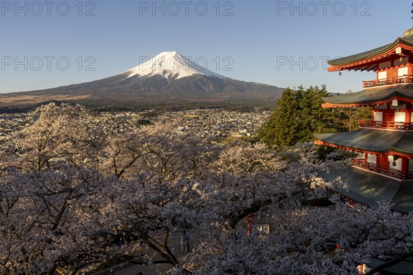 View of Mount Fuji, with the Chureito Pagoda and blossoming cherry trees in the foreground,