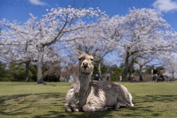 Japanese Sika deer (Cervus nippon) in front of blossoming cherry trees, Nara Park, Nara, Nara