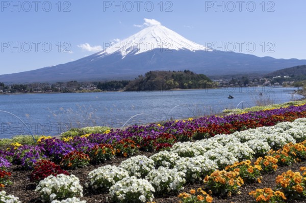 Mount Fuji with Lake Kawaguchi and flowers in the foreground, Fujikawaguchiko, Minamitsuru,