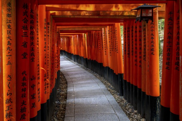 Torii path in Fushimi Inari-Taisha, Lantern, Fushimi-ku, Kyoto, Kyoto Prefecture, Japan