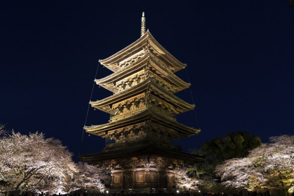 To-ji Temple surrounded by illuminated cherry trees, Minami-ku, Kyoto, Kyoto Prefecture, Japan