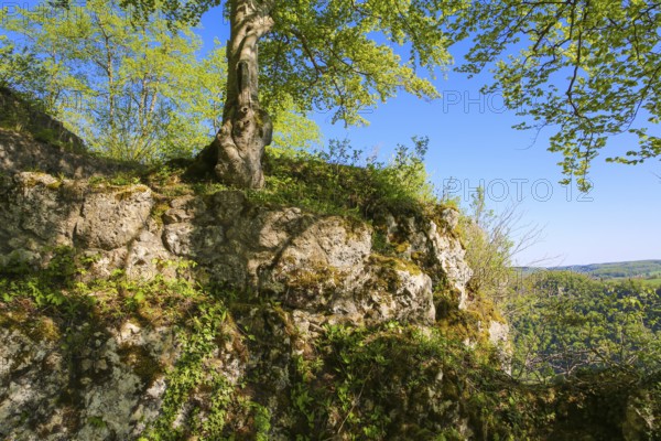 Ruin of Alter Lichtenstein near Lichtenstein Castle, eaves of the Swabian Alb, trees, deciduous