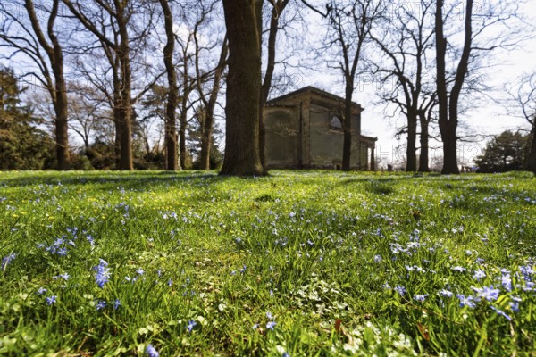 Scilla, blue stars in a meadow in the Berggarten, spring in the Herrenhausen Gardens, sunny