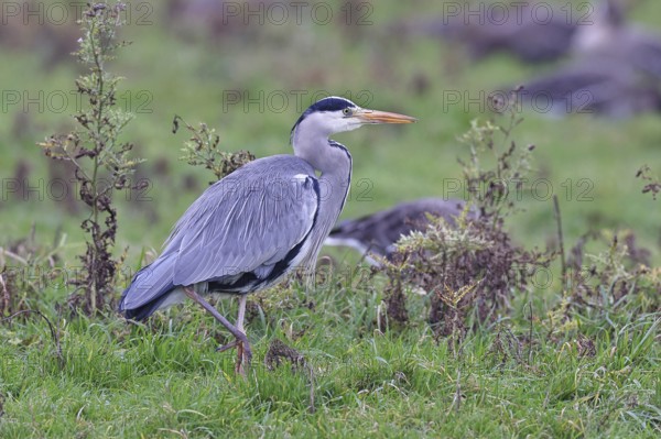 Grey heron (Ardea cinerea), standing in a meadow, Bieslicher Insel, Lower Rhine, North