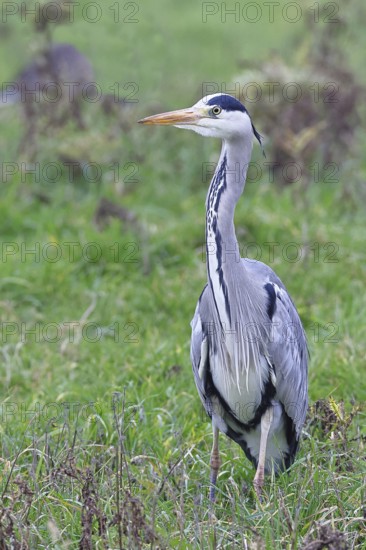 Grey heron (Ardea cinerea), standing in a meadow, Bieslicher Insel, Lower Rhine, North