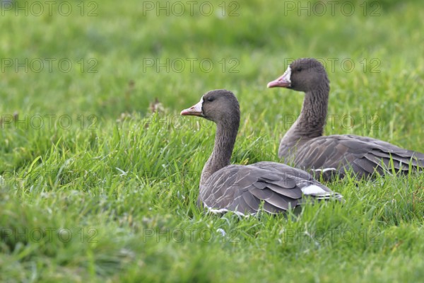 White-fronted geese (Anser albifrons), lying in a meadow in the wintering area, pair of animals,