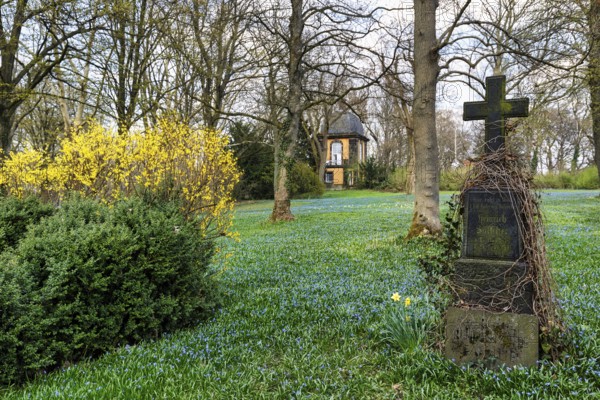 Scilla, blue stars in a meadow, gravestone, Lindener Bergfriedhof with kitchen garden pavilion,