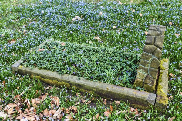 Scilla, blue stars in a meadow, single anonymous grave, autumn leaves, Lindener Bergfriedhof,
