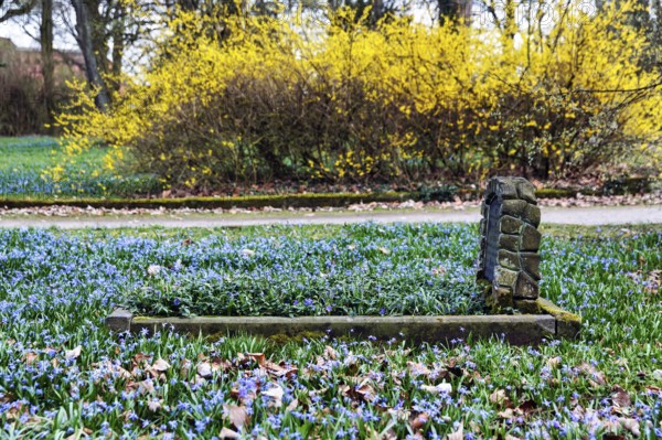 Scilla, blue stars in a meadow, single anonymous grave, Lindener Bergfriedhof, monument protection,