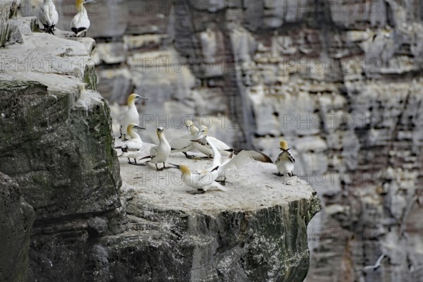 Group of Gannets gathered on a rocky cliff, Northern Gannets, Noss, Shetland Islands, Scotland,