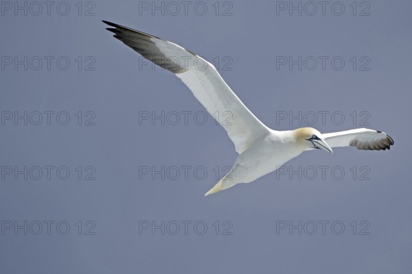 Gannet in flight against a blue sky with outstretched wings, Noss, Shetland Islands, Scotland,