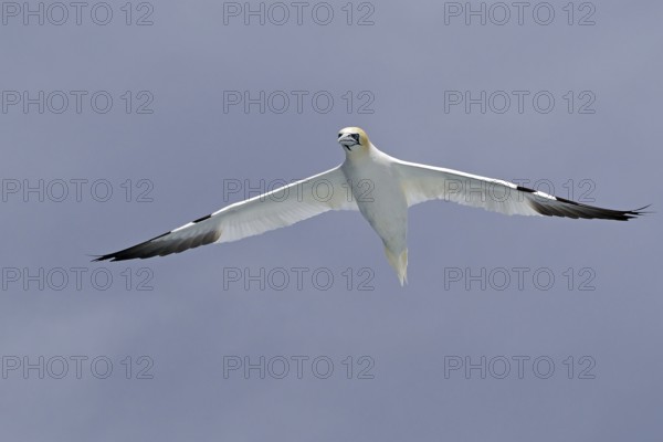 A Gannet in flight with wings spread against a cloudy sky, Noss, Shetland Islands, Scotland, Great