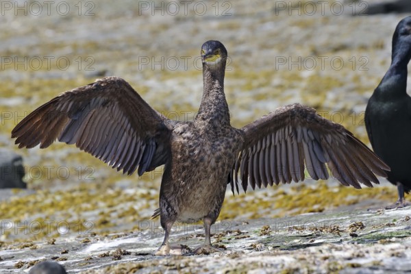 Bird with outstretched wings on rocky ground on the coast, shag, Noss, Shetland Islands, Scotland,