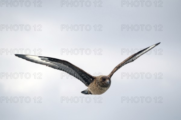 Bird flying in a cloudy sky, Skua, Great skua, Noss, Shetland Islands, Scotland, Great Britain