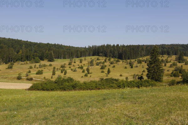 Landscape, nature, trees, meadow, juniper heath, Digelfeld near Hayingen, Swabian Alb,