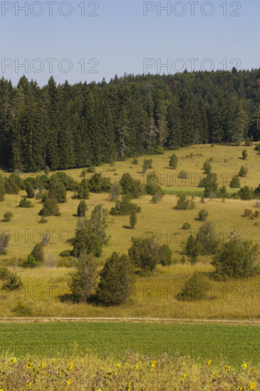 Landscape, nature, trees, meadow, juniper heath, Digelfeld near Hayingen, Swabian Alb,