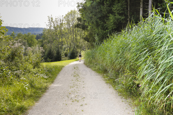 Hiking, man with rucksack, field path from Junginger Gieß, gravel path, trees, reeds, nature,