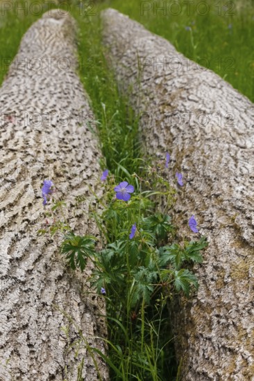 Meadow cranesbill (Geranium pratense), purple flowers, wildflower growing between tree trunks,