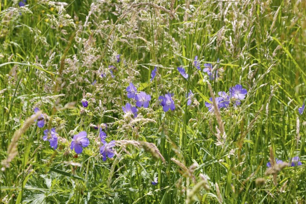 Meadow cranesbill (Geranium pratense), purple flowers, wildflower, grasses, nature, meadow, Swabian