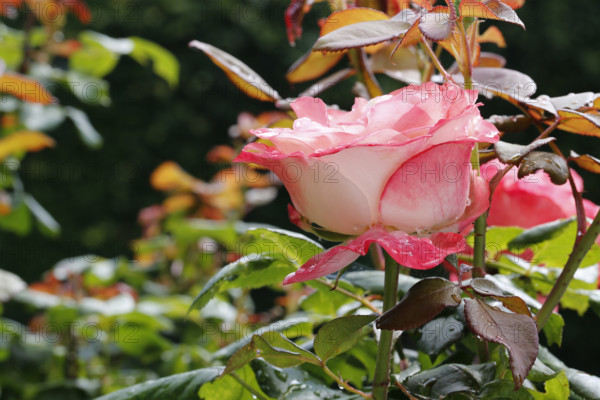 Rose (Rosa), cultivated rose, white and pink blossom, leaves, garden, flowers, plants, water drop,