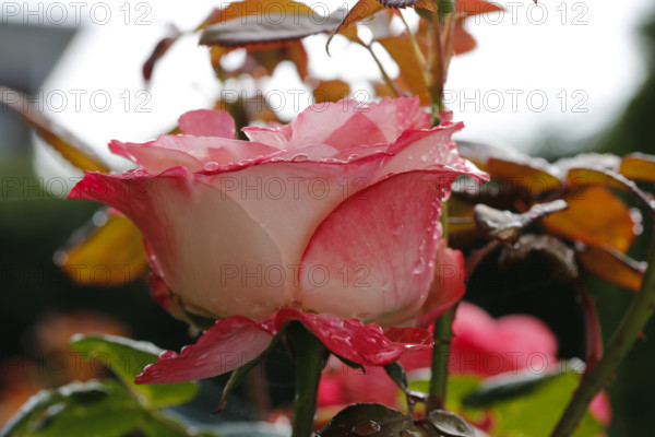Rose (Rosa), cultivated rose, white and red blossom, leaves, garden, flowers, plants, water drop,
