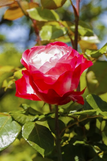 Rose (Rosa), cultivated rose, white and red blossom, green leaves, garden, flowers, plants,