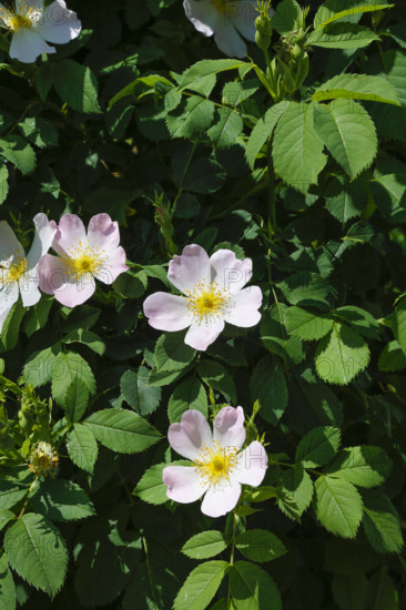 Dog rose (Rosa canina), dog rose, dog rose, heather rose, hag rose, blossoms, green leaves, garden,