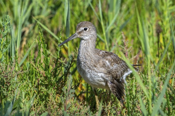 Injured common redshank (Tringa totanus) juvenile with broken wing hiding in glasswort vegetation